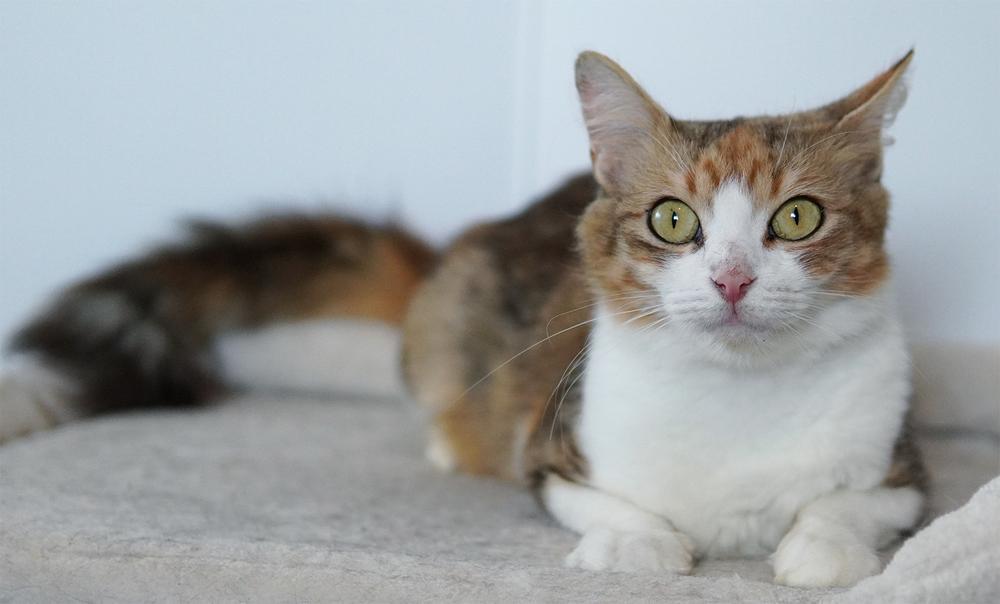 Enlarge Marigold, a Adoptable mixed breed in Wellington, FL image 1/6