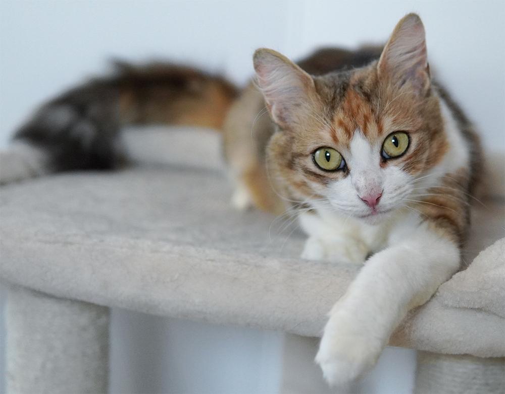 Enlarge Marigold, a Adoptable mixed breed in Wellington, FL image 2/6