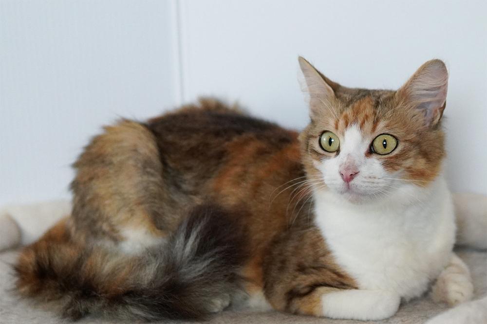 Enlarge Marigold, a Adoptable mixed breed in Wellington, FL image 4/6