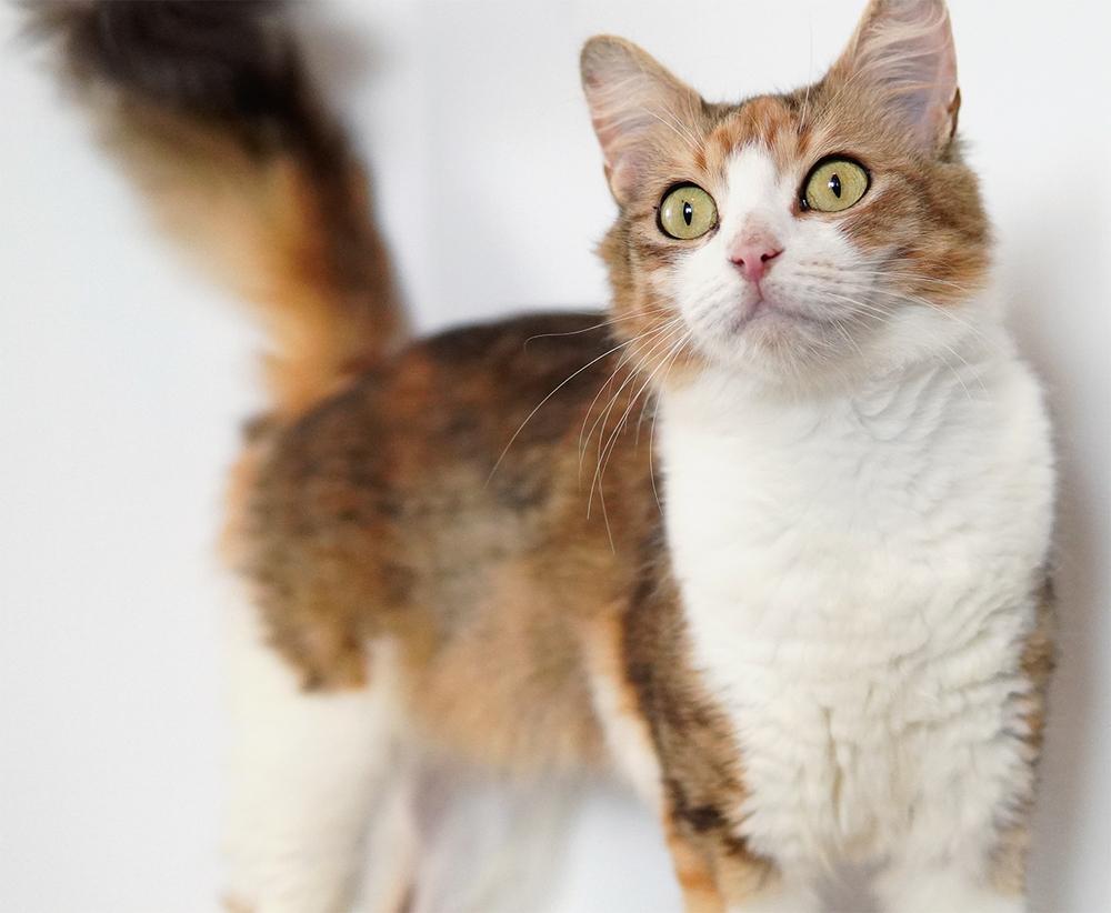 Enlarge Marigold, a Adoptable mixed breed in Wellington, FL image 5/6