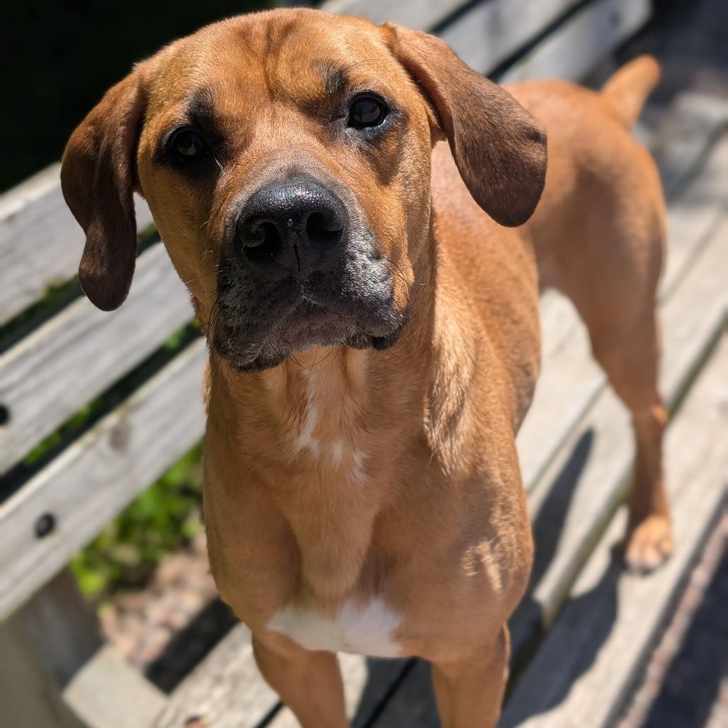 Enlarge Louis, a Adoptable Labrador Retriever in Watertown, NY image 2/6