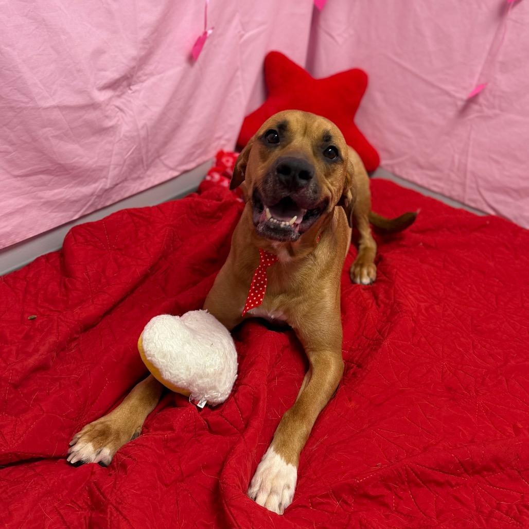Enlarge Louis, a Adoptable Labrador Retriever in Watertown, NY image 3/6