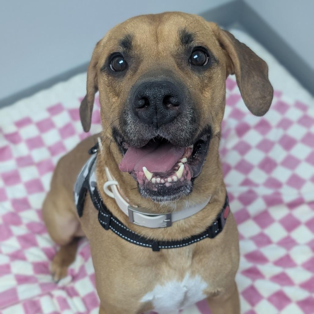 Enlarge Louis, a Adoptable Labrador Retriever in Watertown, NY image 4/6