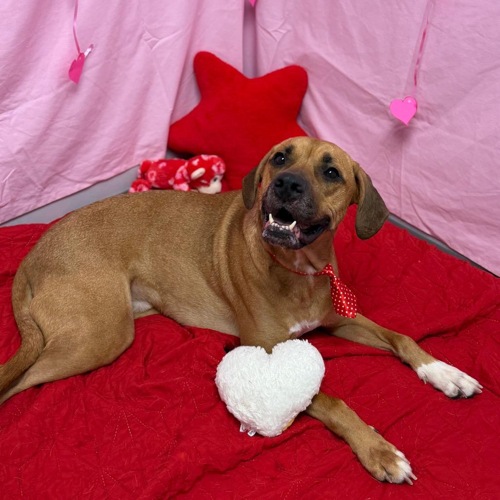 Enlarge Louis, a Adoptable Labrador Retriever in Watertown, NY image 5/6