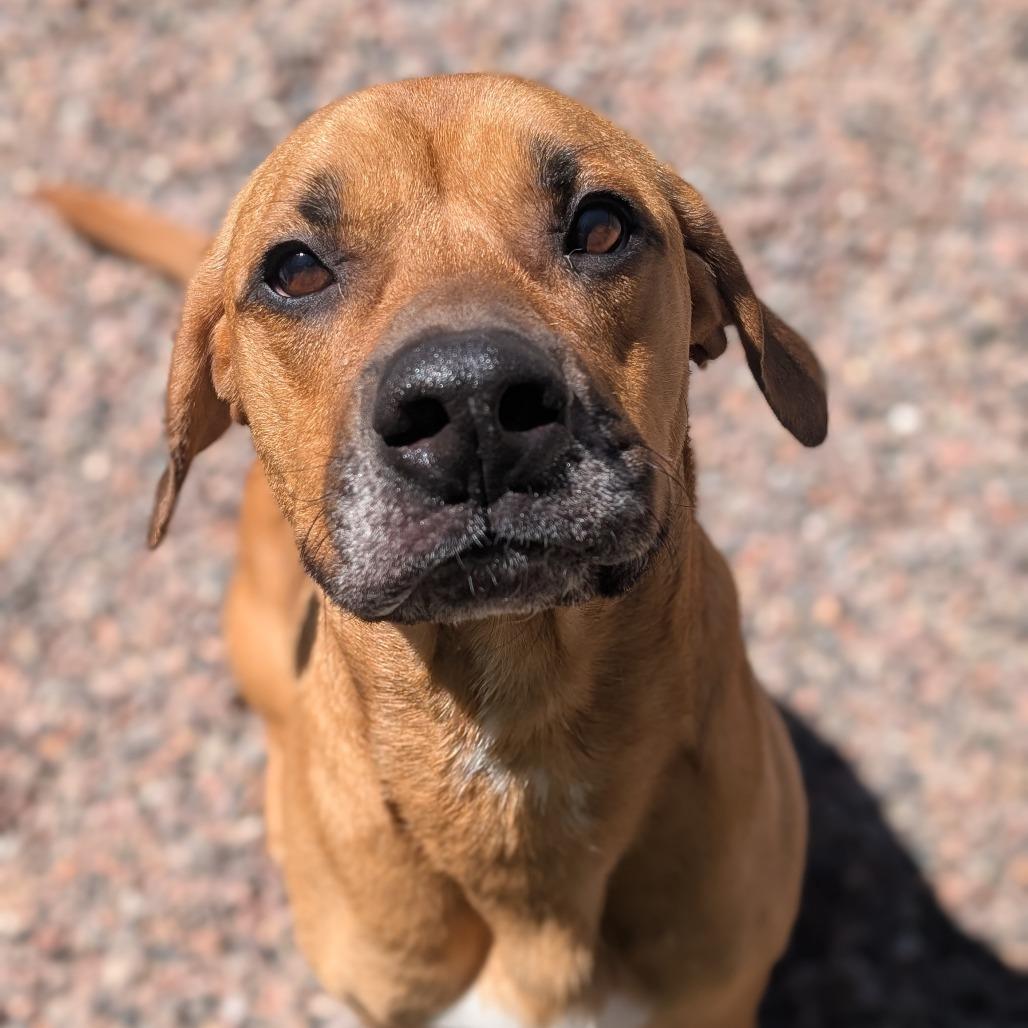 Enlarge Louis, a Adoptable Labrador Retriever in Watertown, NY image 6/6