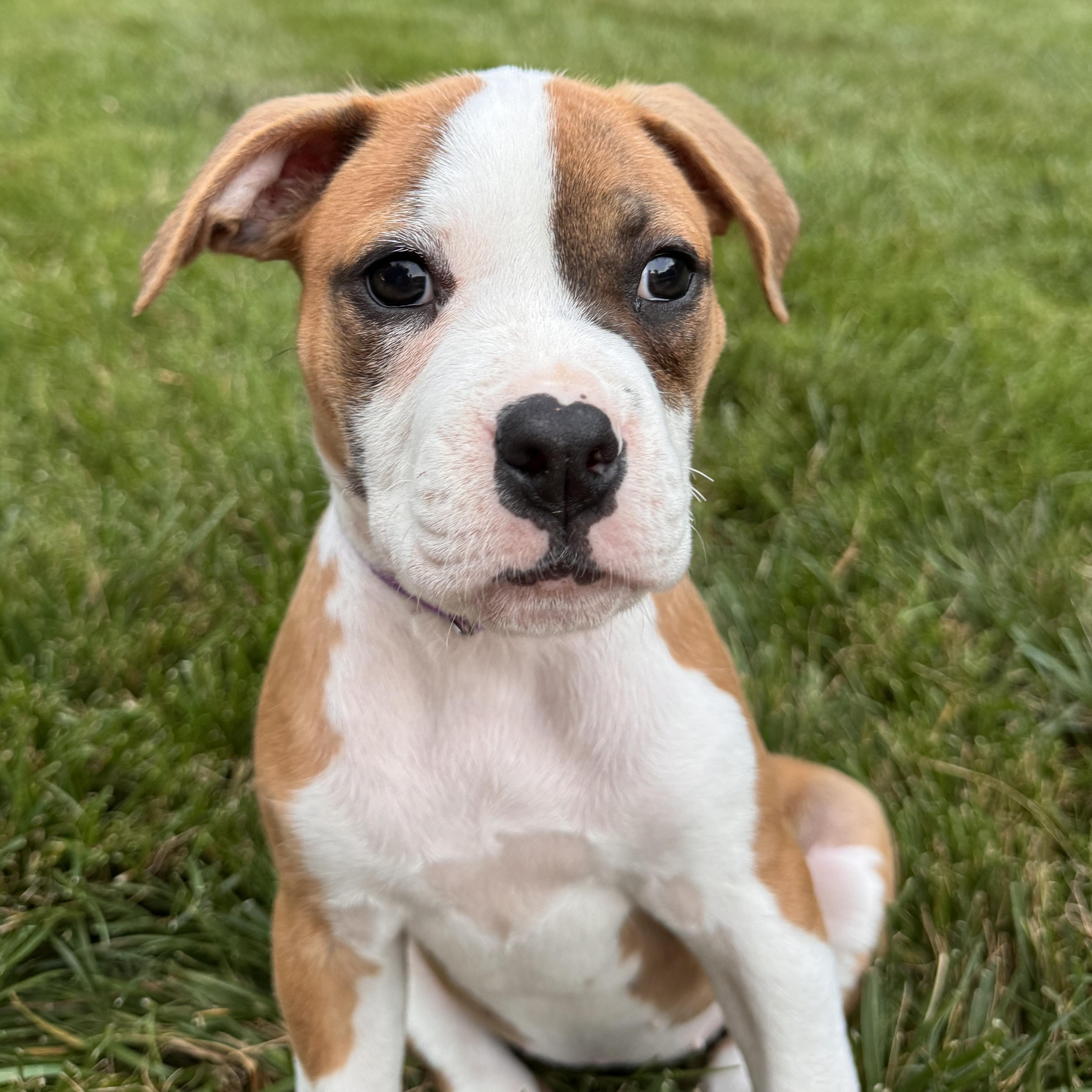 Snap, a ADOPTABLE mixed breed in Rock Hill, SC image 6/6