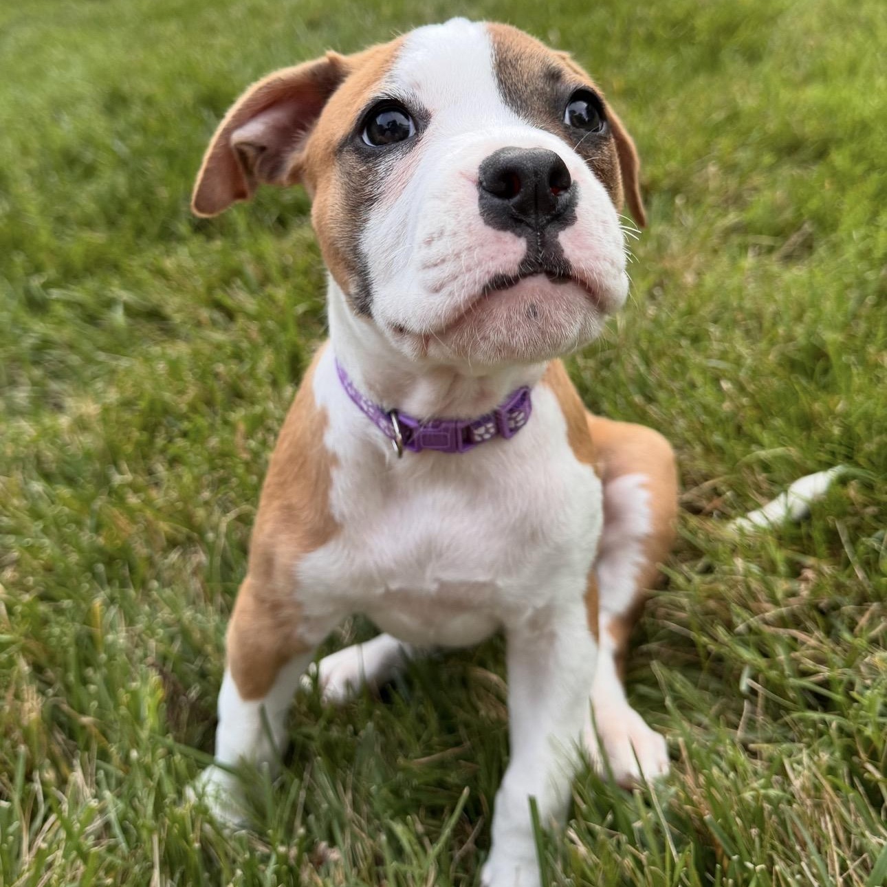 Snap, a ADOPTABLE mixed breed in Rock Hill, SC image 2/6