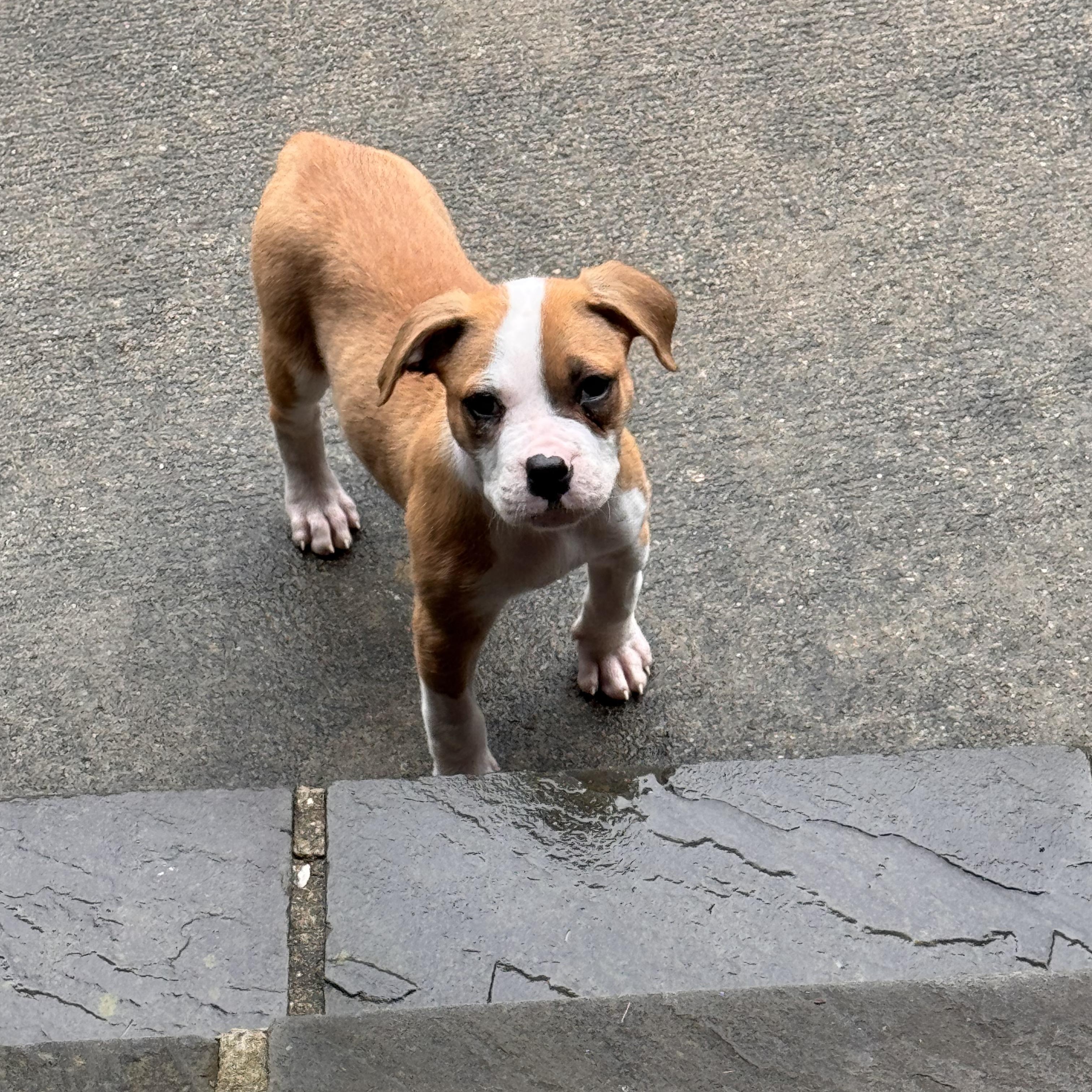 Snap, a ADOPTABLE mixed breed in Rock Hill, SC image 4/6