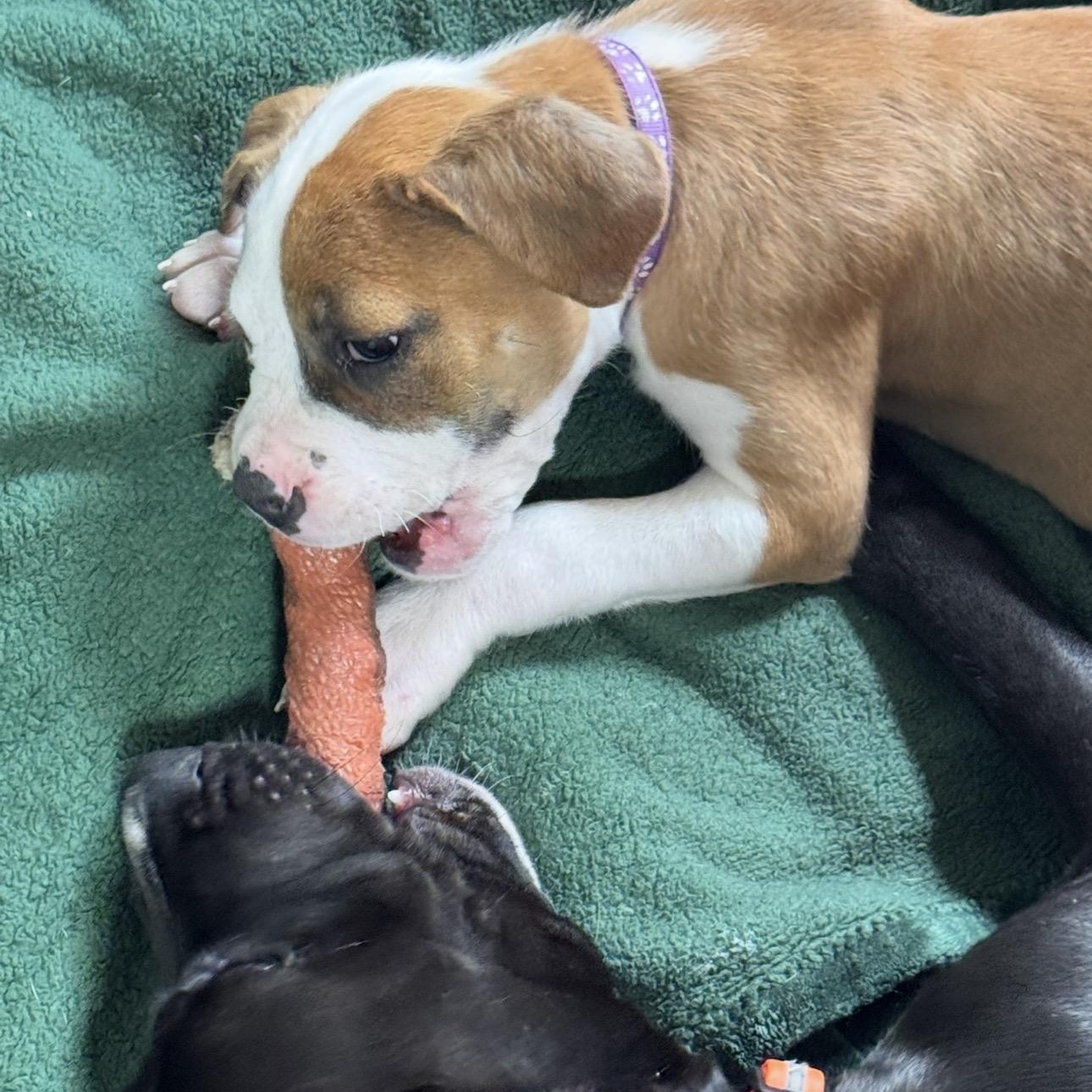 Snap, a ADOPTABLE mixed breed in Rock Hill, SC image 5/6