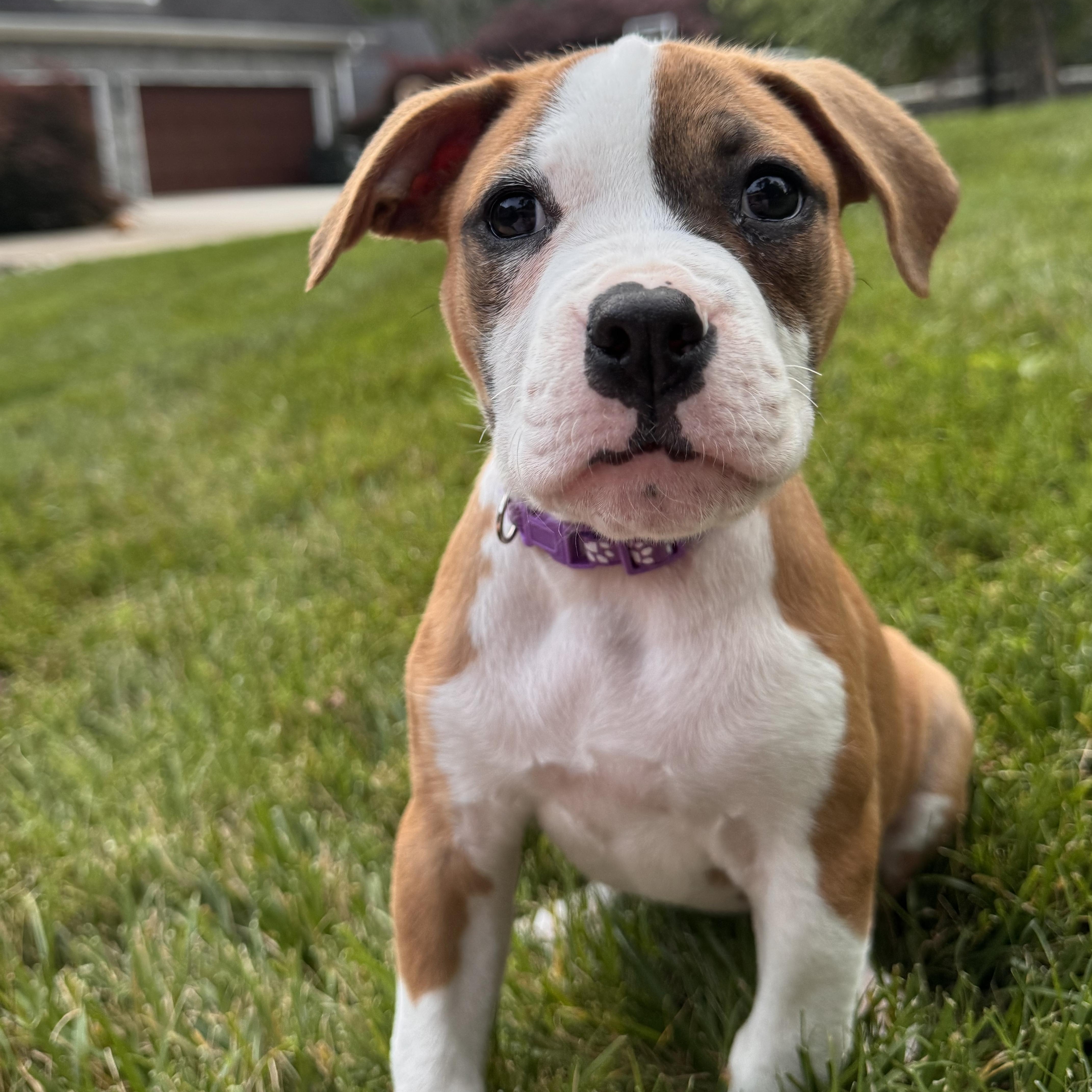 Snap, a ADOPTABLE mixed breed in Rock Hill, SC image 1/6