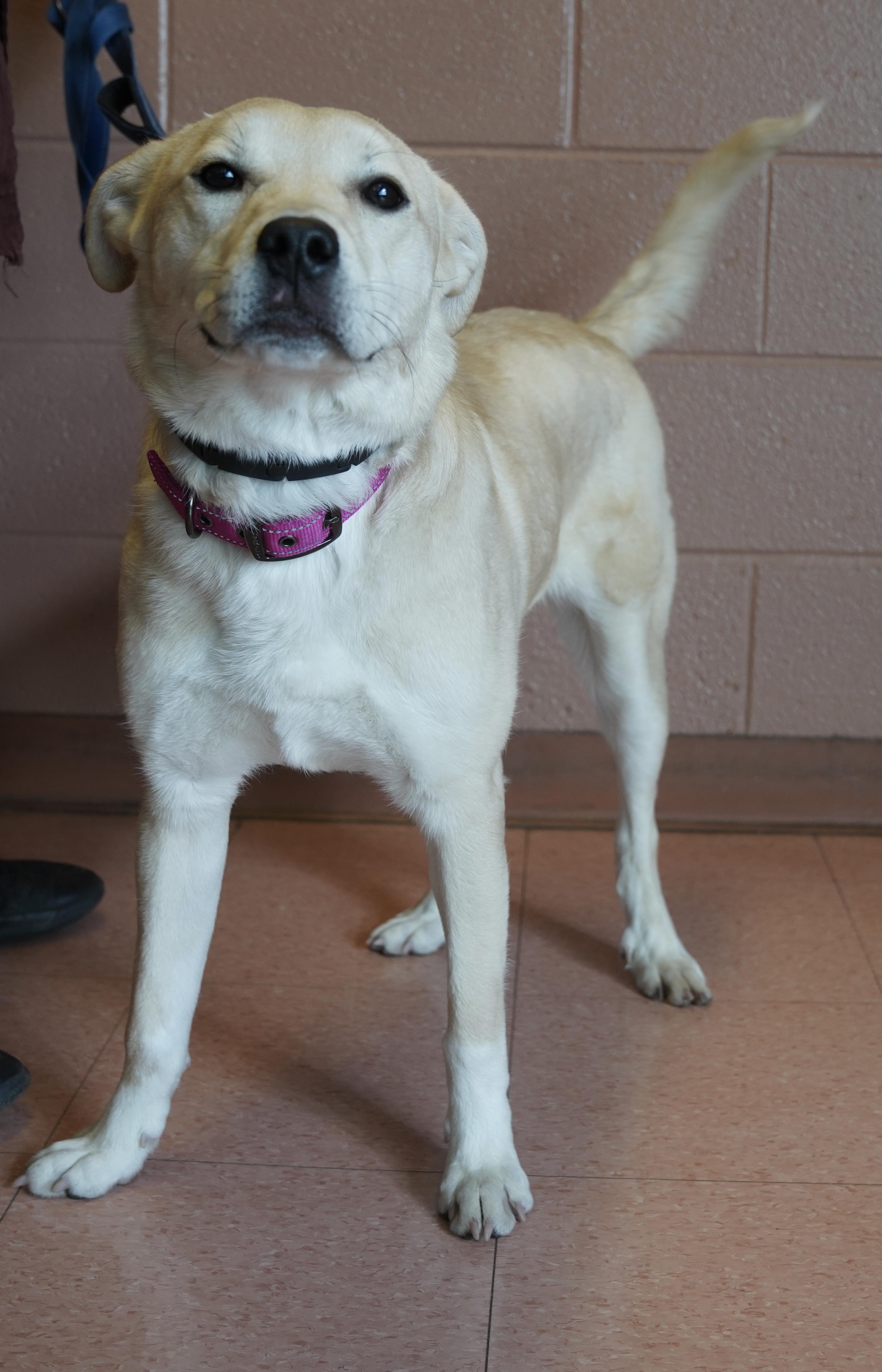 Enlarge Shea , a ADOPTABLE mixed breed in Pottsville, PA image 2/2