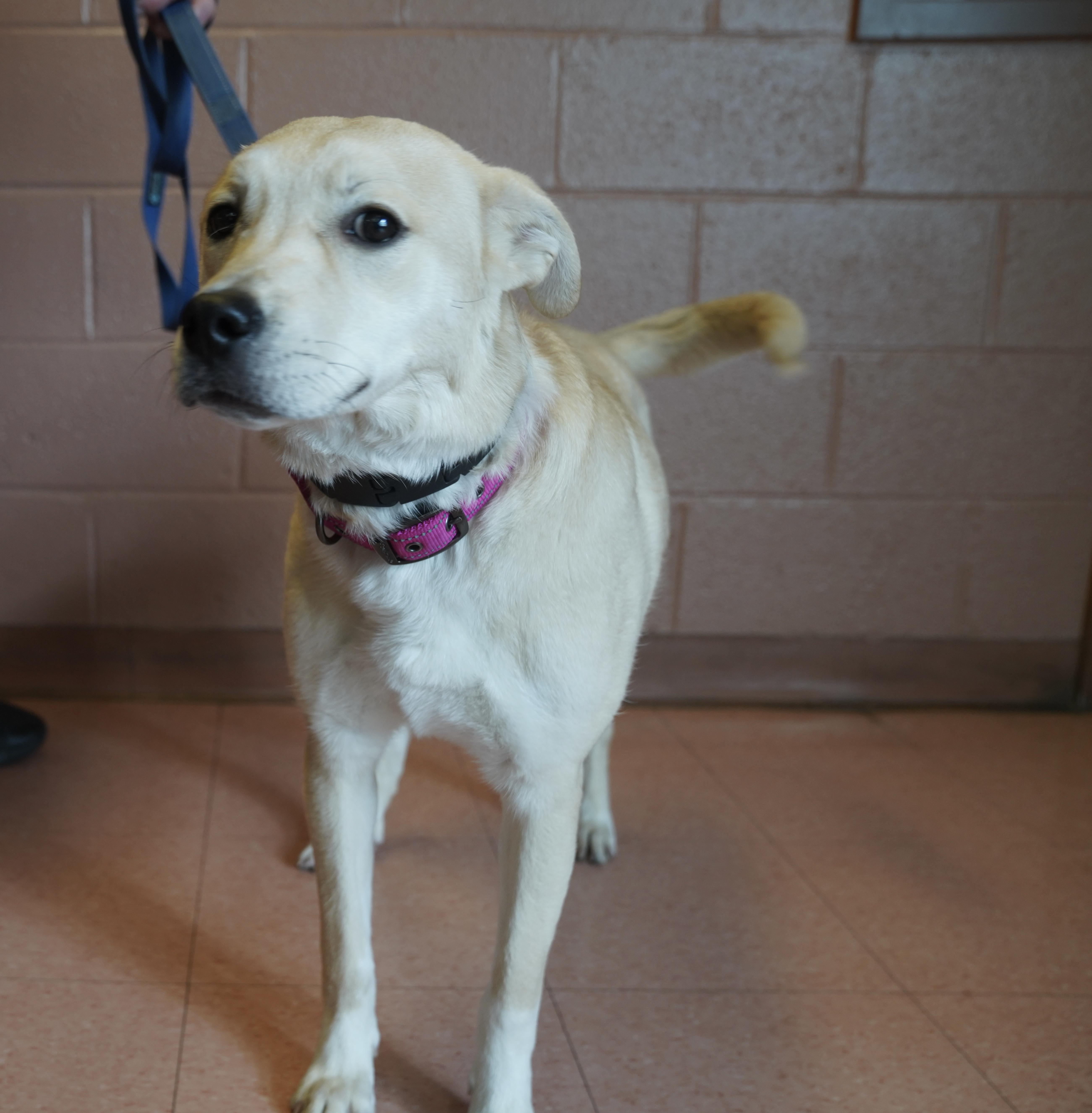 Enlarge Shea , a ADOPTABLE mixed breed in Pottsville, PA image 1/2