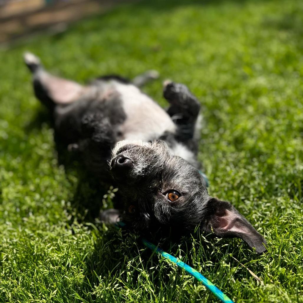 Silver, a Adoptable mixed breed in Phoenix, AZ image 1/2