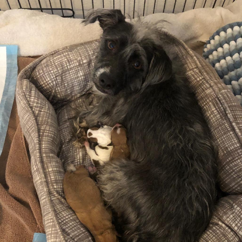 Silver, a Adoptable mixed breed in Phoenix, AZ image 2/2