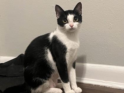 Enlarge Joyce 50417, a Adoptable Domestic Short Hair in Oklahoma City, OK image 1/1