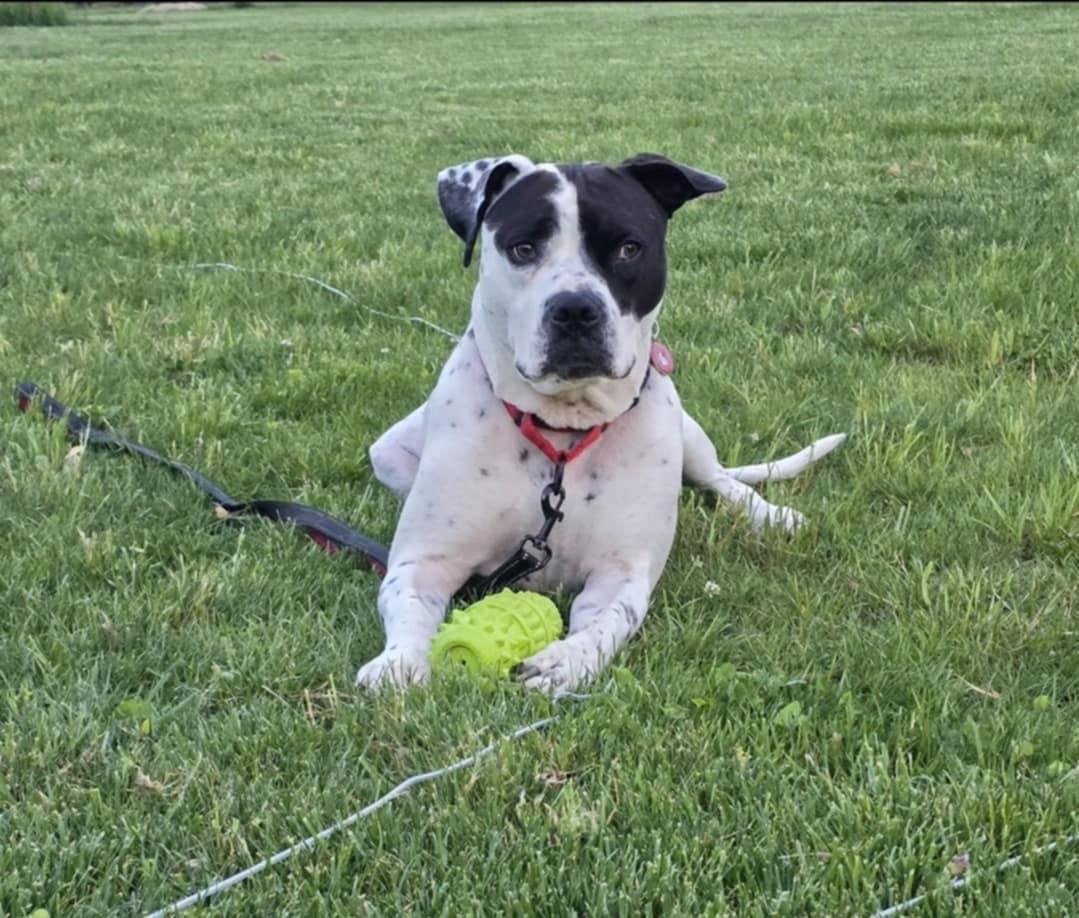 Meco, Adoptable, Adult Male American Bulldog.