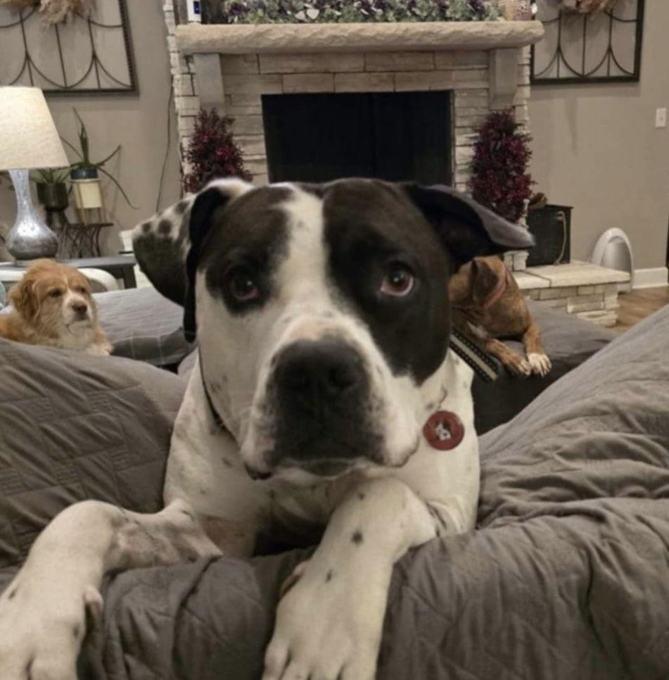 Meco, a Adoptable American Bulldog in Germantown, OH image 2/3