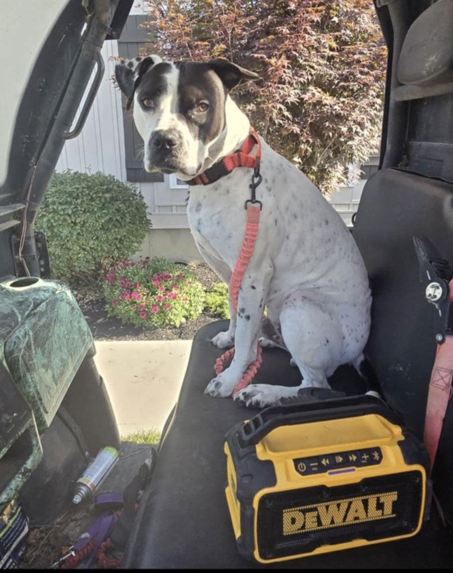 Meco, a Adoptable American Bulldog in Germantown, OH image 3/3