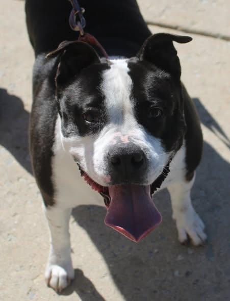 Enlarge Panda, a ADOPTABLE mixed breed in Stuarts Draft, VA image 2/6
