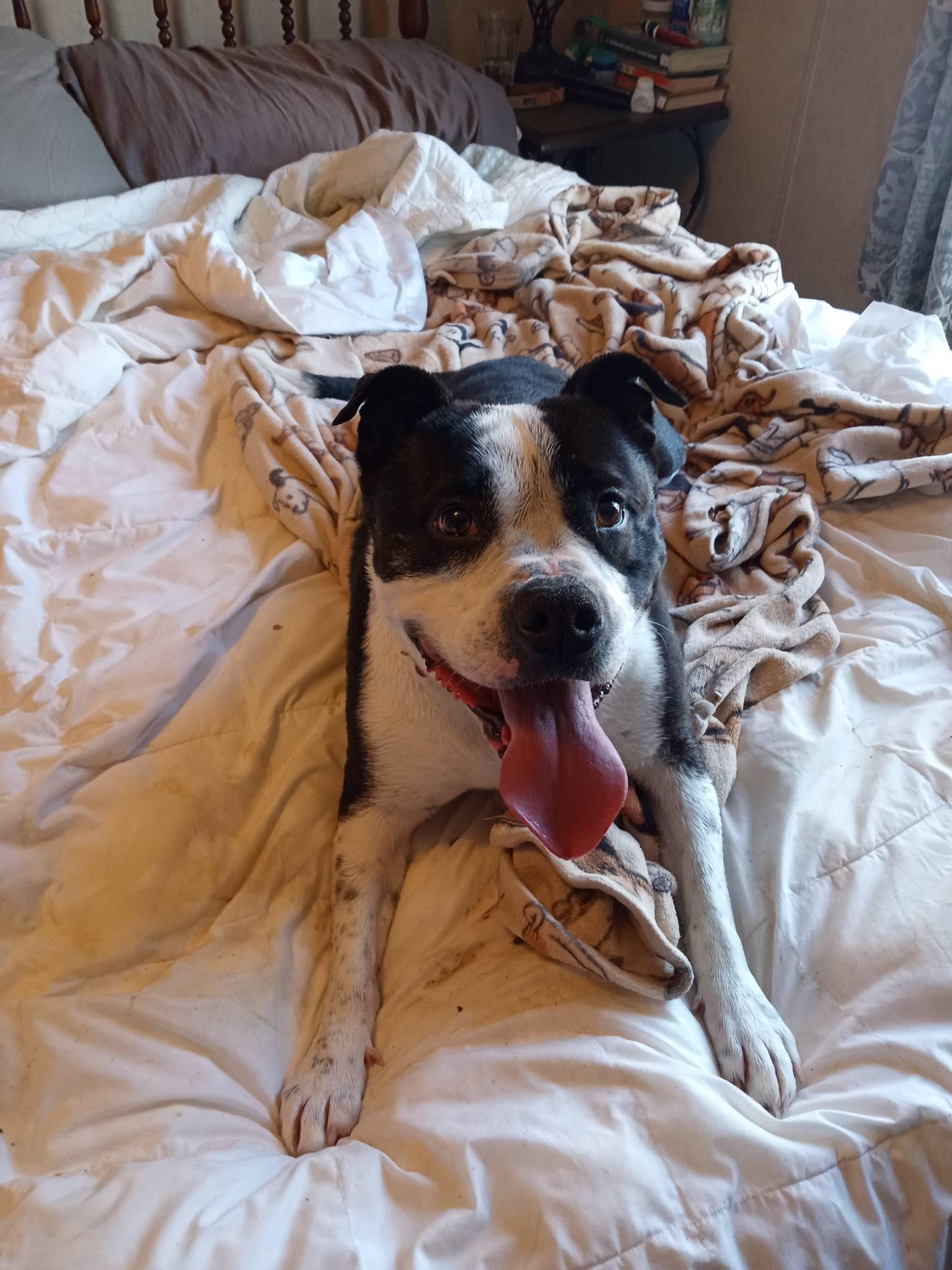 Enlarge Panda, a ADOPTABLE mixed breed in Stuarts Draft, VA image 5/6