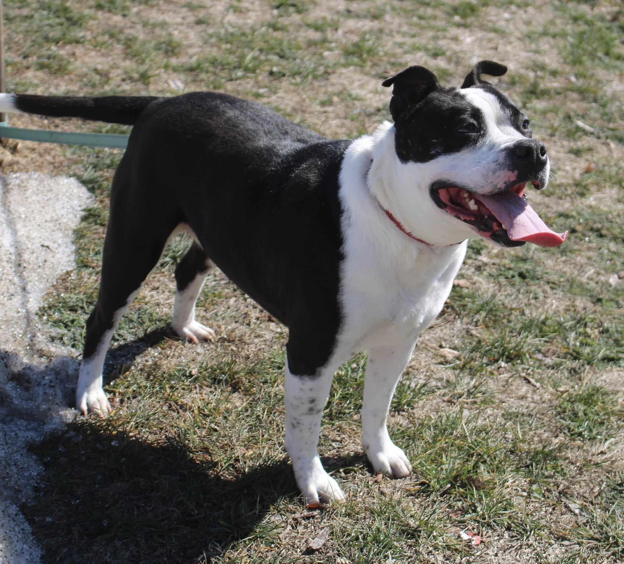 Enlarge Panda, a ADOPTABLE mixed breed in Stuarts Draft, VA image 3/6