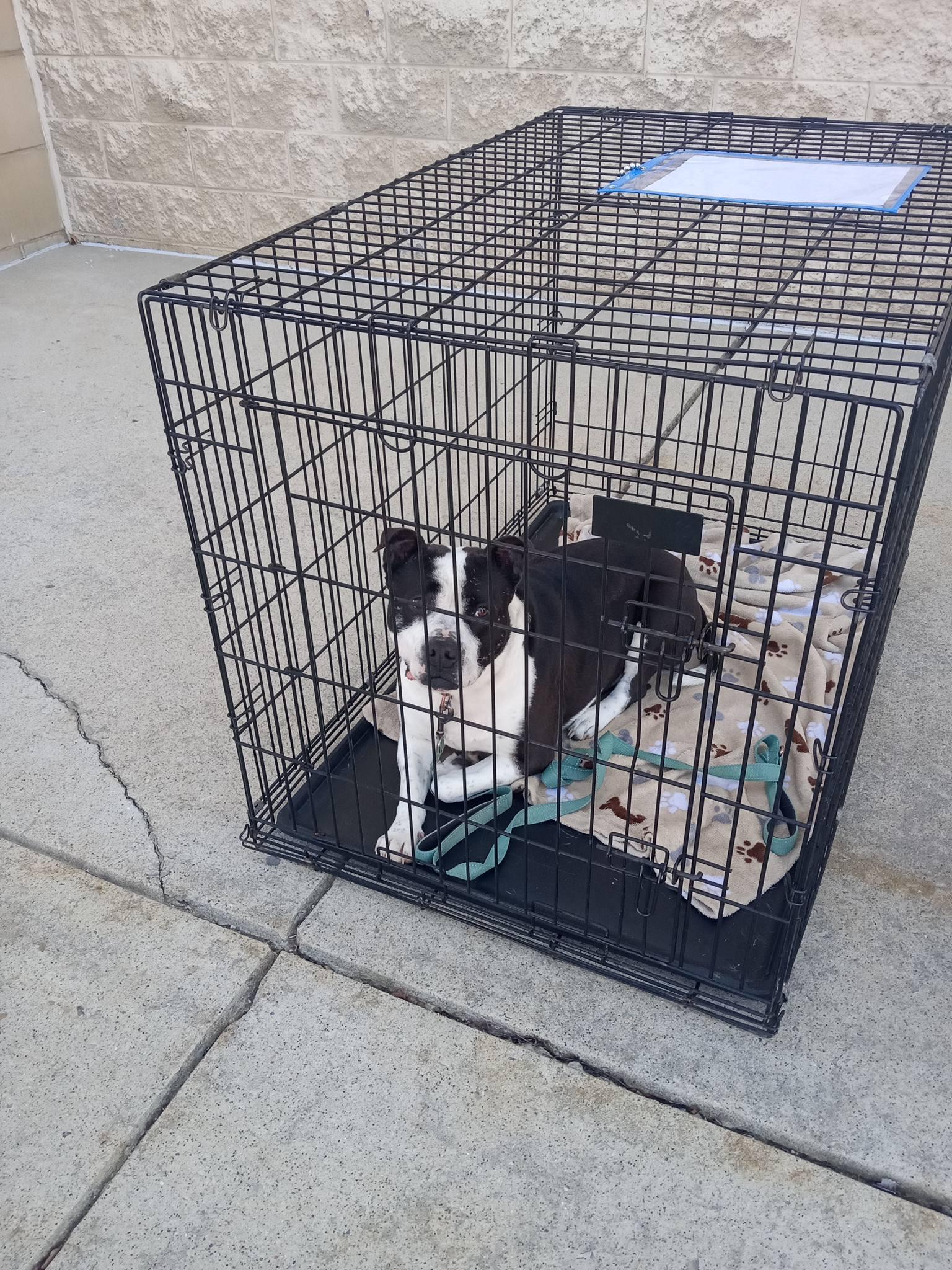 Enlarge Panda, a ADOPTABLE mixed breed in Stuarts Draft, VA image 6/6