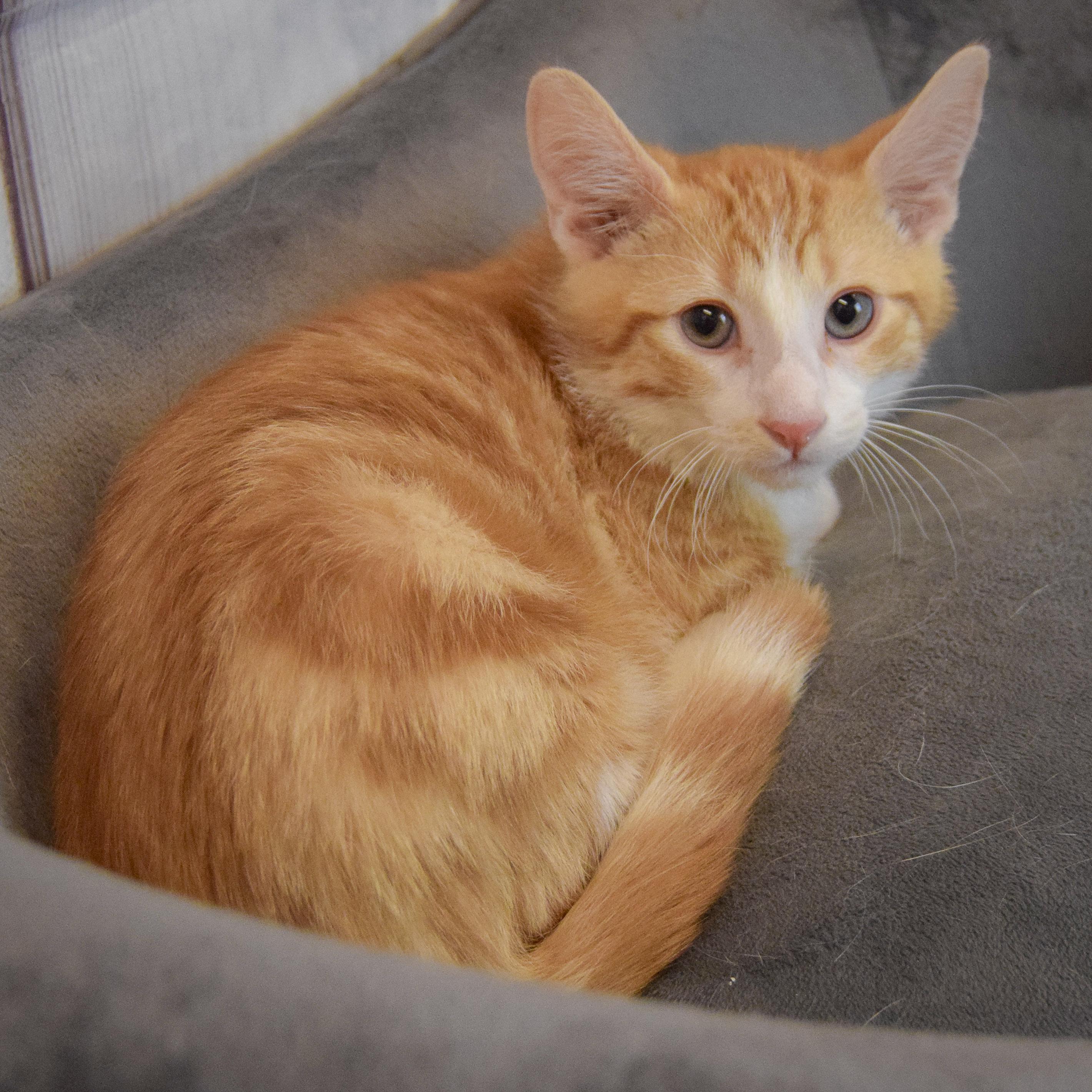 Orion, an adopted mixed breed in Huntley, IL image 3/4