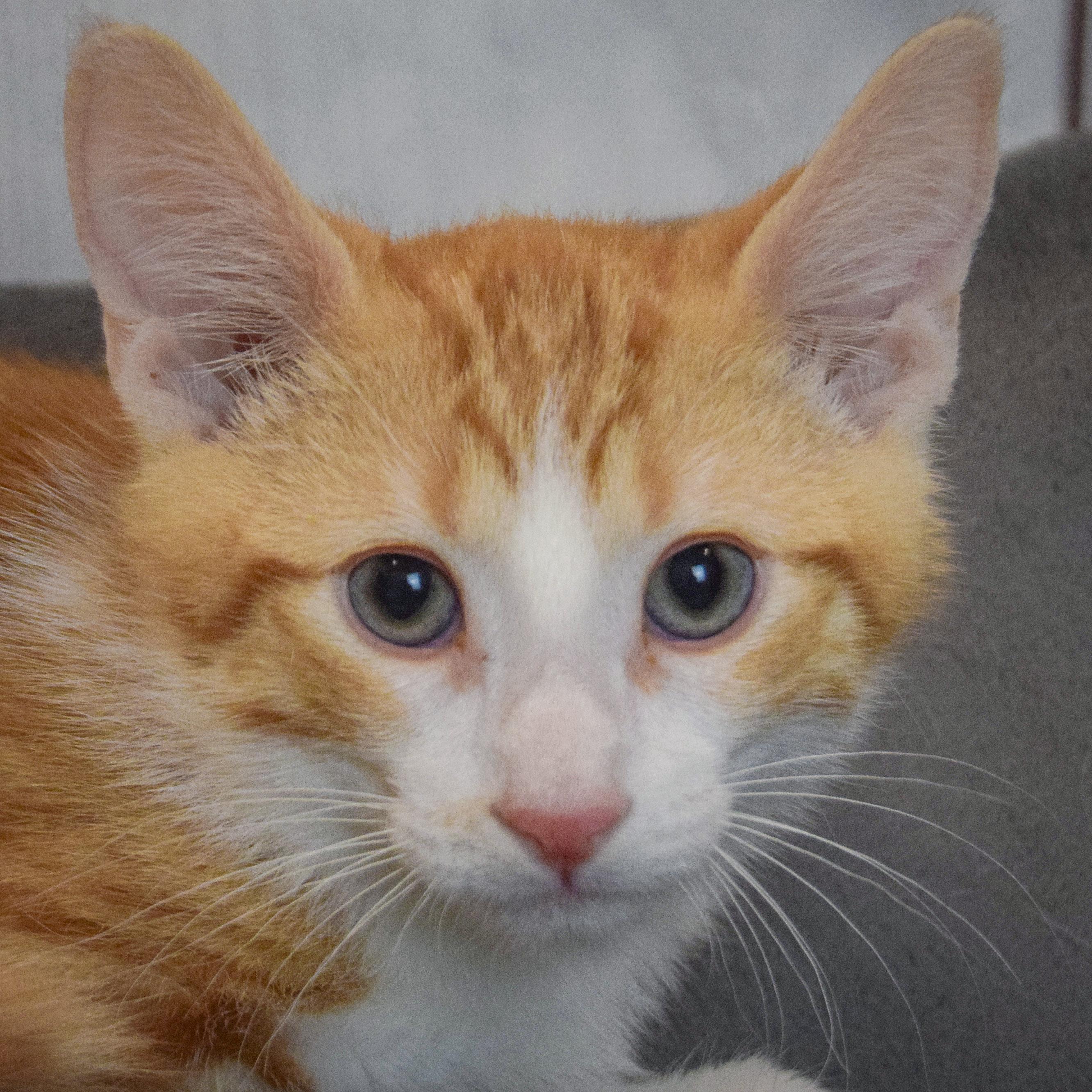 Orion, adopted, Kitten Male Tabby & Domestic Short Hair.
