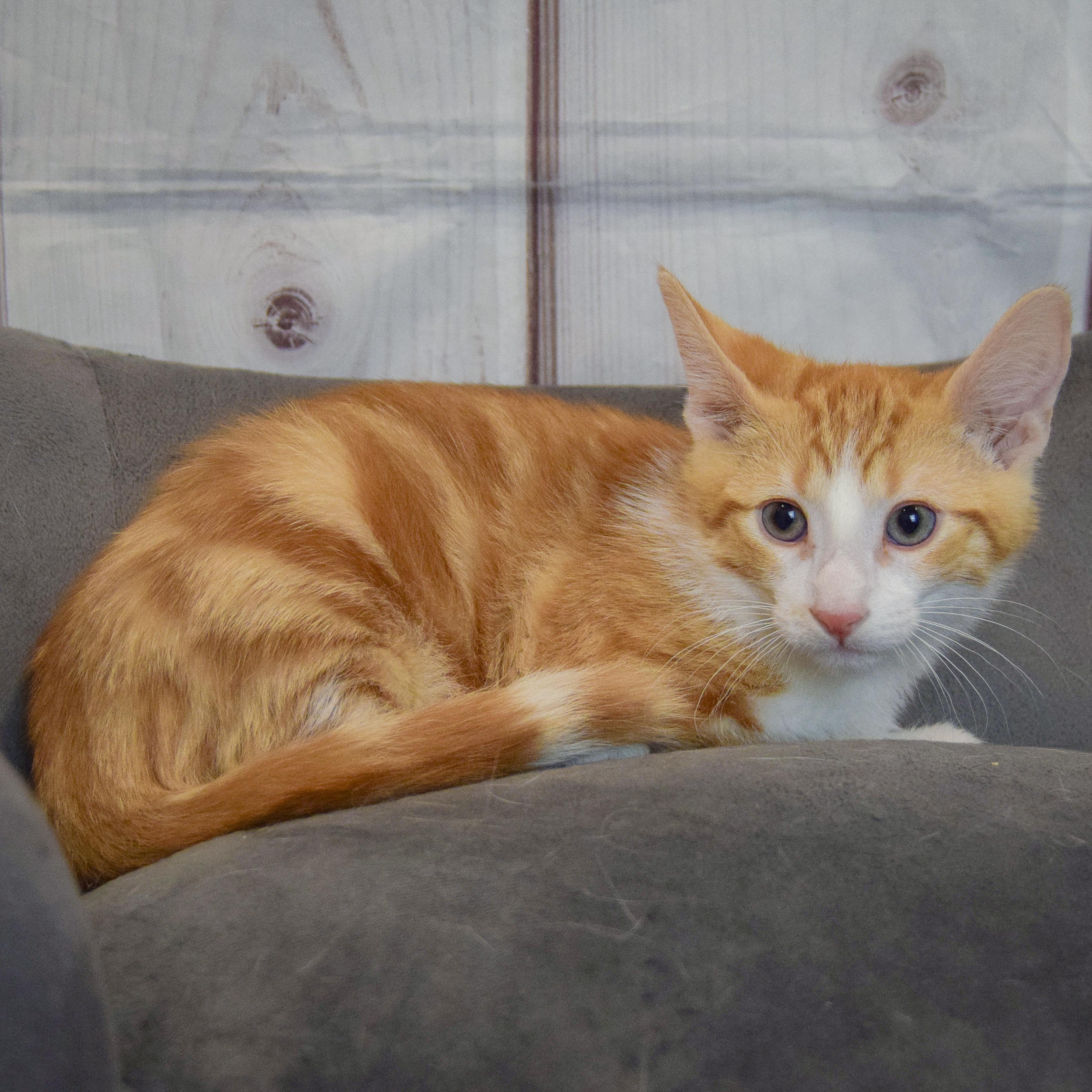 Orion, an adopted mixed breed in Huntley, IL image 4/4