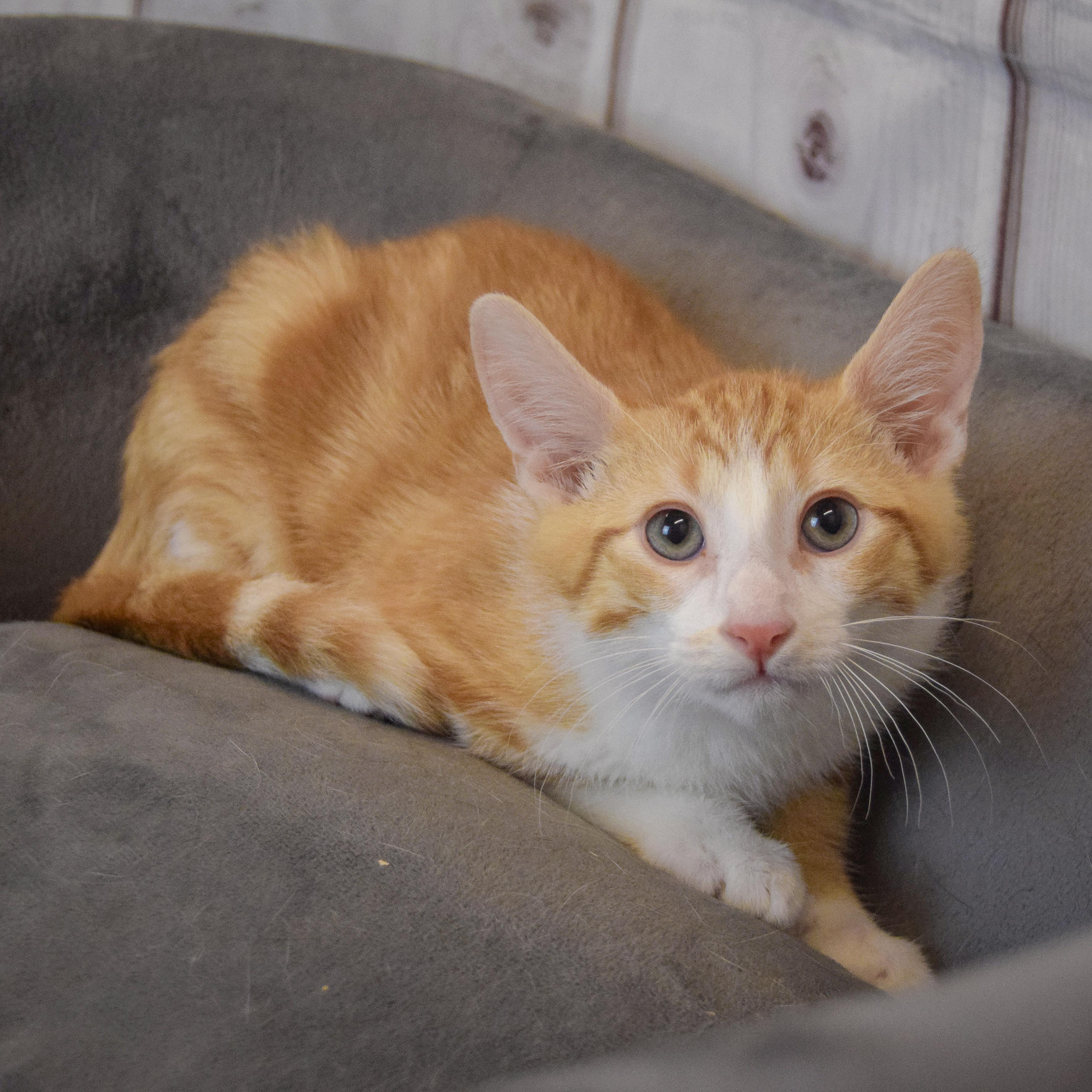 Orion, an adopted mixed breed in Huntley, IL image 2/4