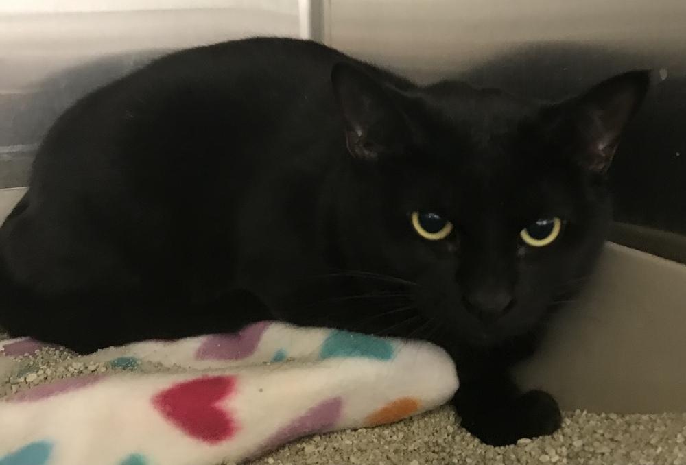 Enlarge Salem, a Adoptable Domestic Short Hair in Anoka, MN image 2/5