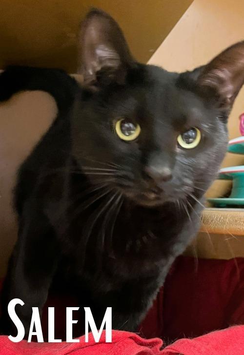 Enlarge Salem, a Adoptable Domestic Short Hair in Anoka, MN image 3/5