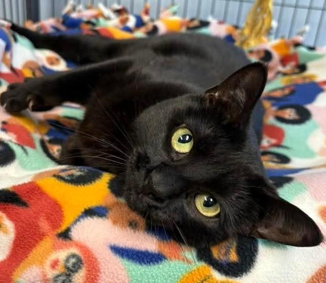 Enlarge Salem, a Adoptable Domestic Short Hair in Anoka, MN image 4/5