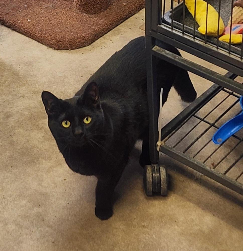 Enlarge Salem, a Adoptable Domestic Short Hair in Anoka, MN image 5/5