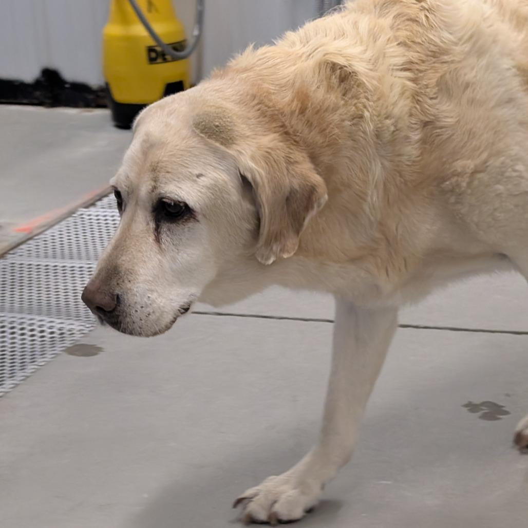 Found Dog, Adoptable, Senior Male Yellow Labrador Retriever.