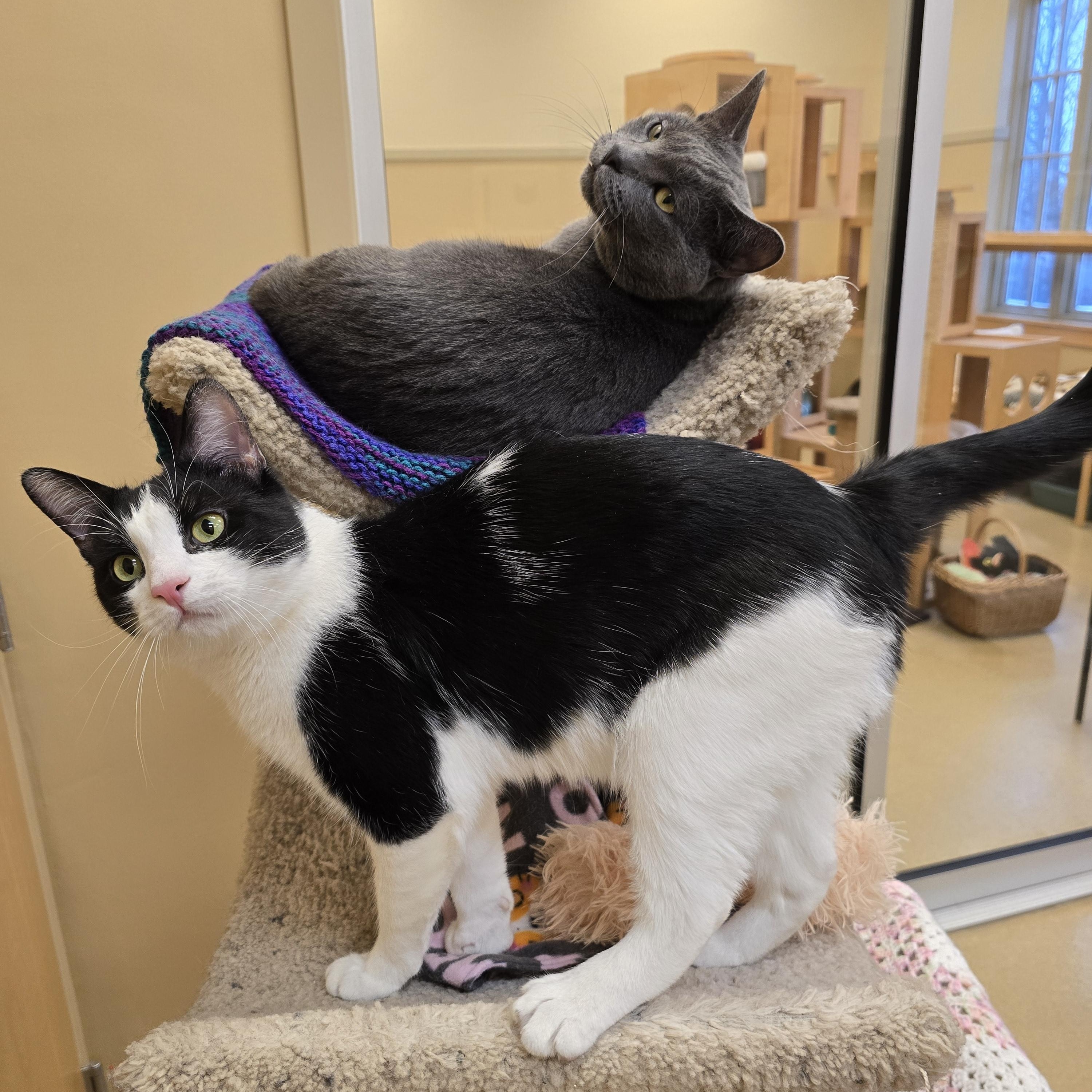 Grizwold , ADOPTABLE, Adult Male Domestic Short Hair.