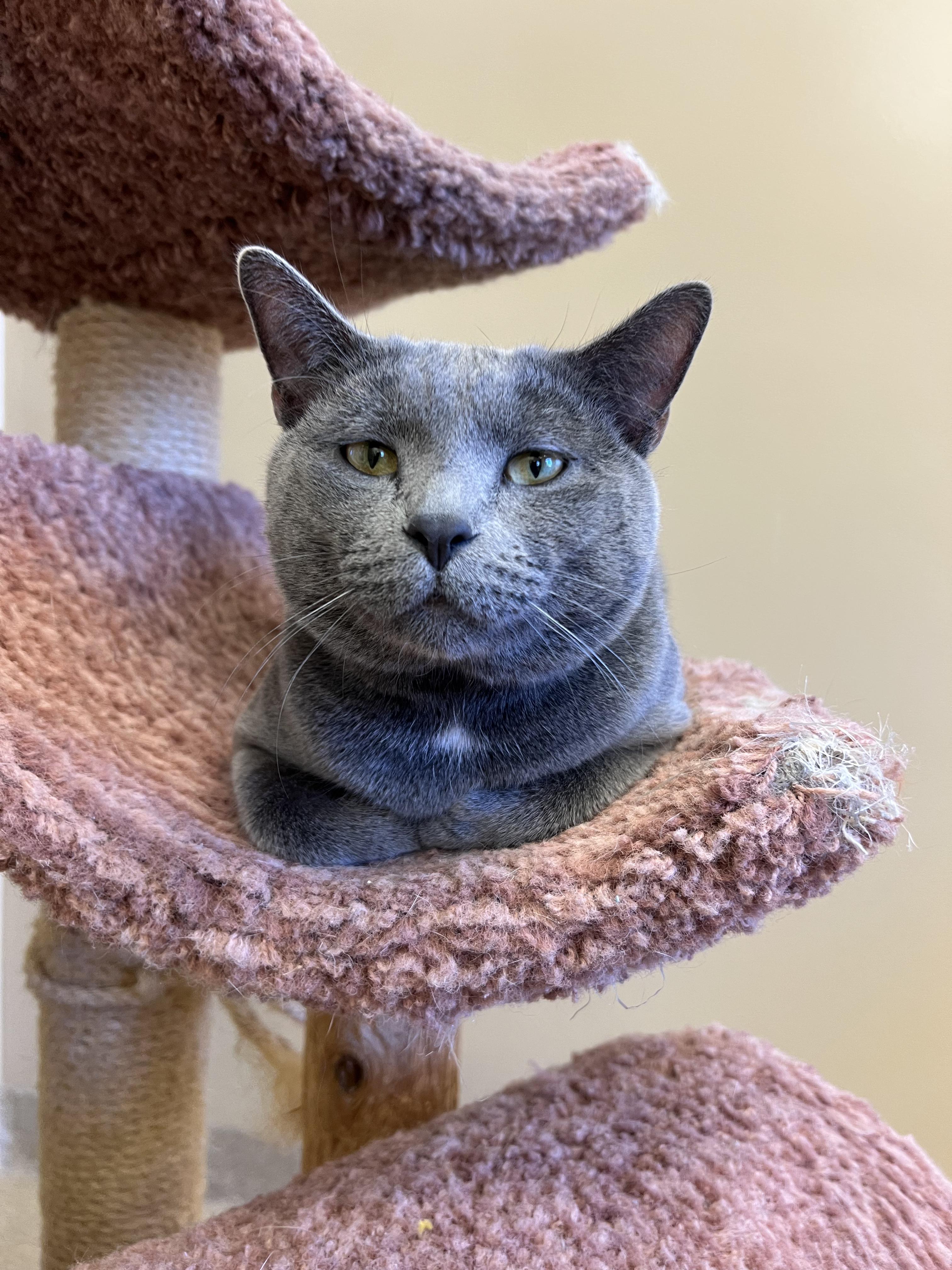 Enlarge Grizwold , a ADOPTABLE Domestic Short Hair in Bristol, RI image 4/4
