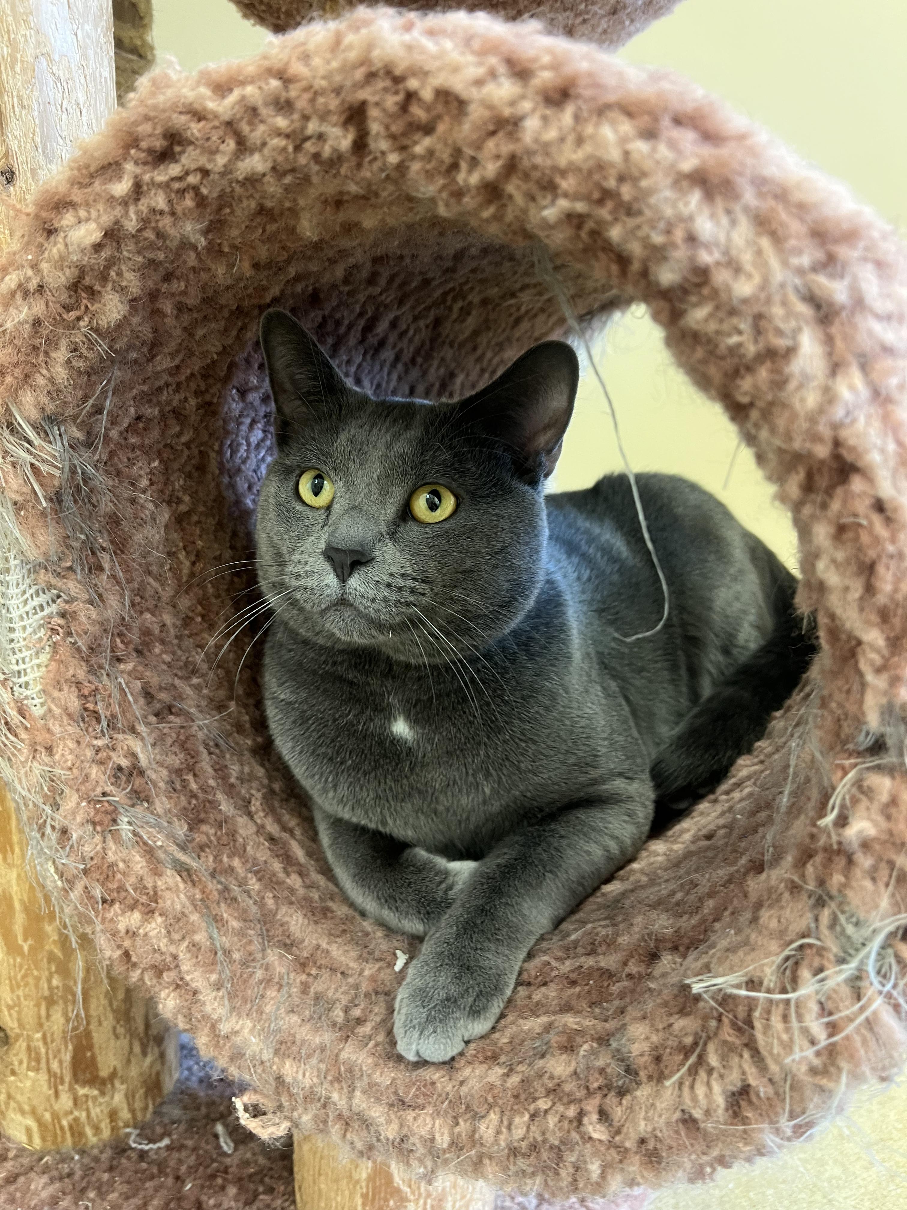 Enlarge Grizwold , a ADOPTABLE Domestic Short Hair in Bristol, RI image 3/4
