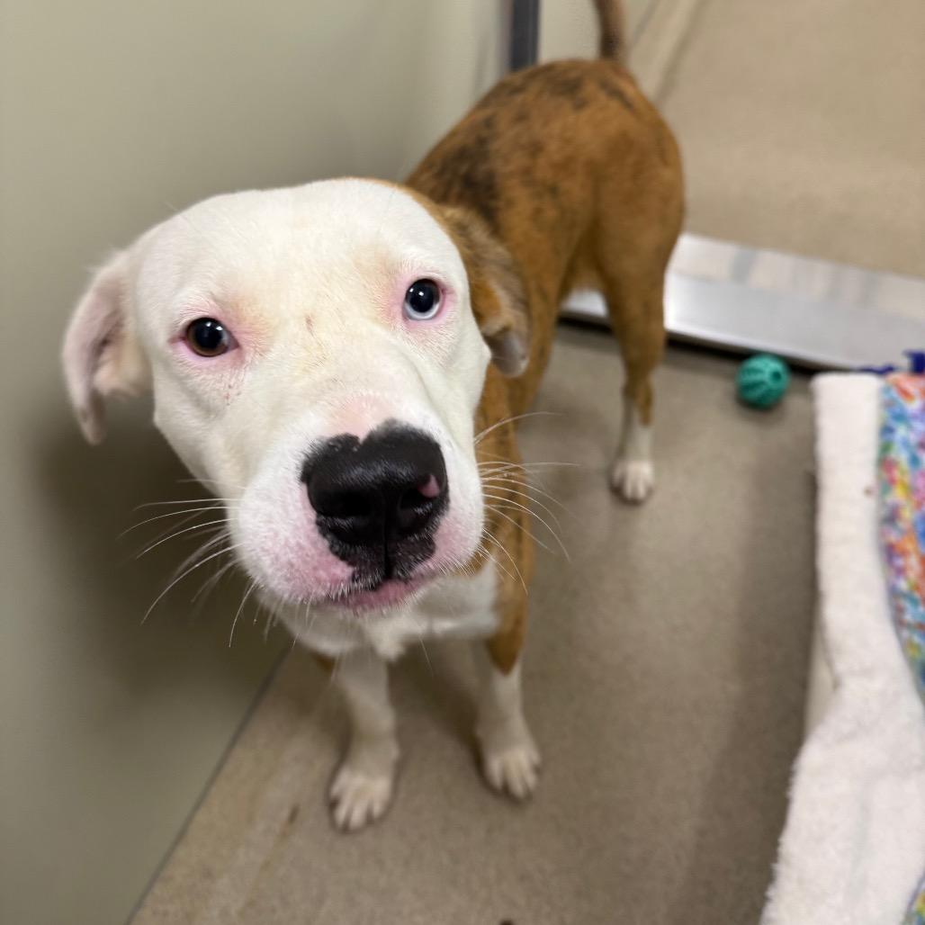 Gulliver, Adoptable, Young Male Terrier & Mixed Breed.