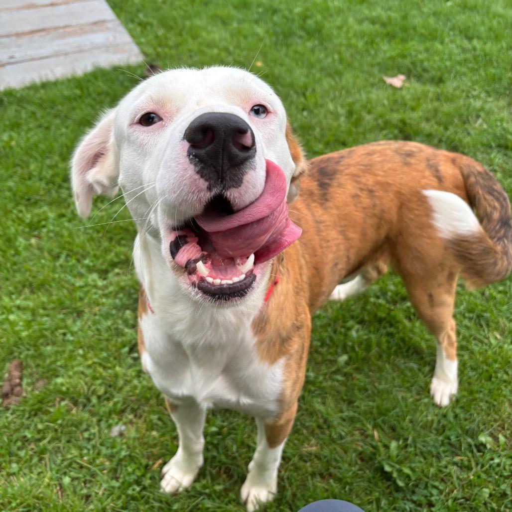Enlarge Gulliver, a Adoptable mixed breed in Brookfield, WI image 2/3