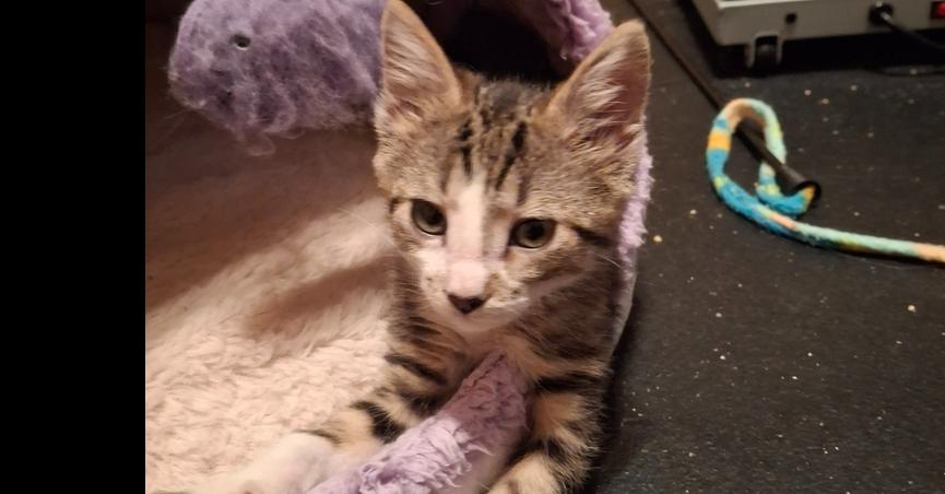 Ice Cream TCAC, Adoptable, Kitten Female Domestic Short Hair.