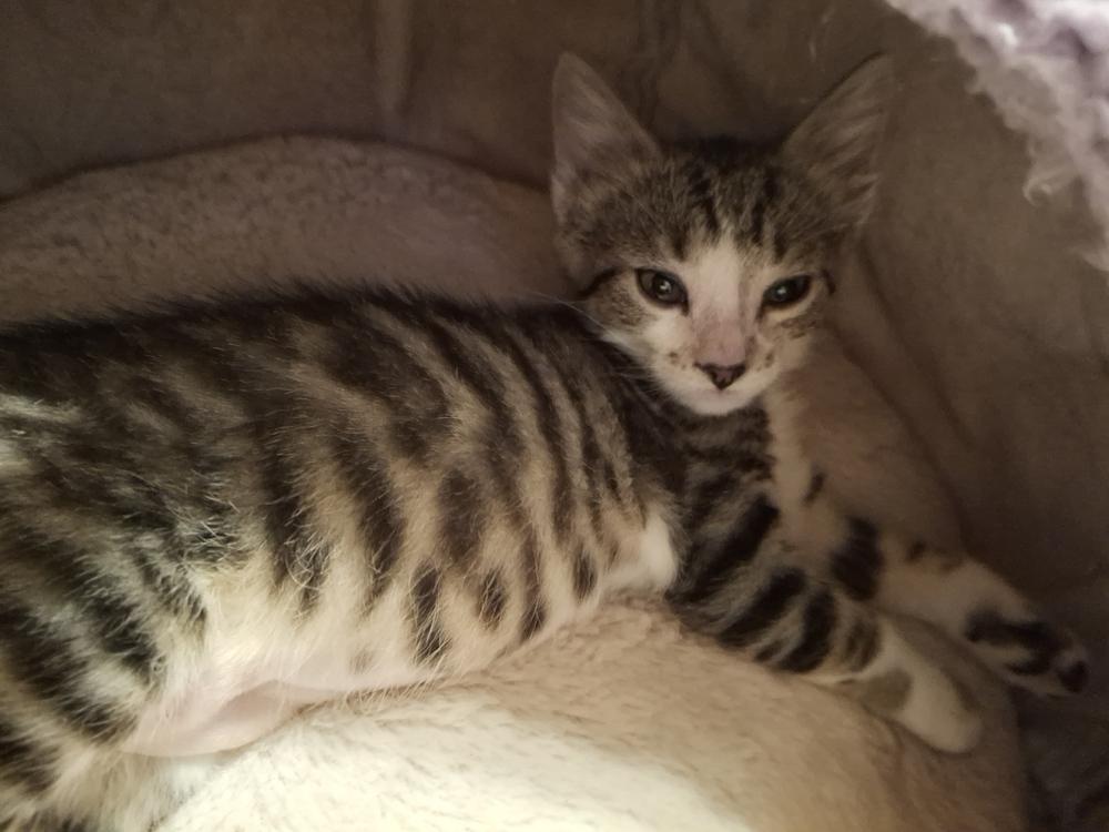 Enlarge Ice Cream TCAC, a Adoptable Domestic Short Hair in Peoria, IL image 2/2