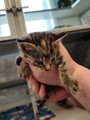 Enlarge Spud, a Adoptable mixed breed in Washington, IA image 1/3