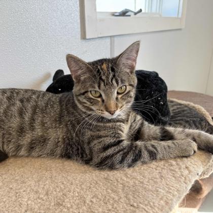 Enlarge Spud, a Adoptable mixed breed in Washington, IA image 2/3