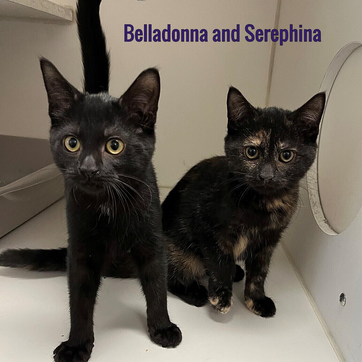 Enlarge Belladonna and Serephina, a Adopted Domestic Short Hair in Pleasantville, NJ image 1/1
