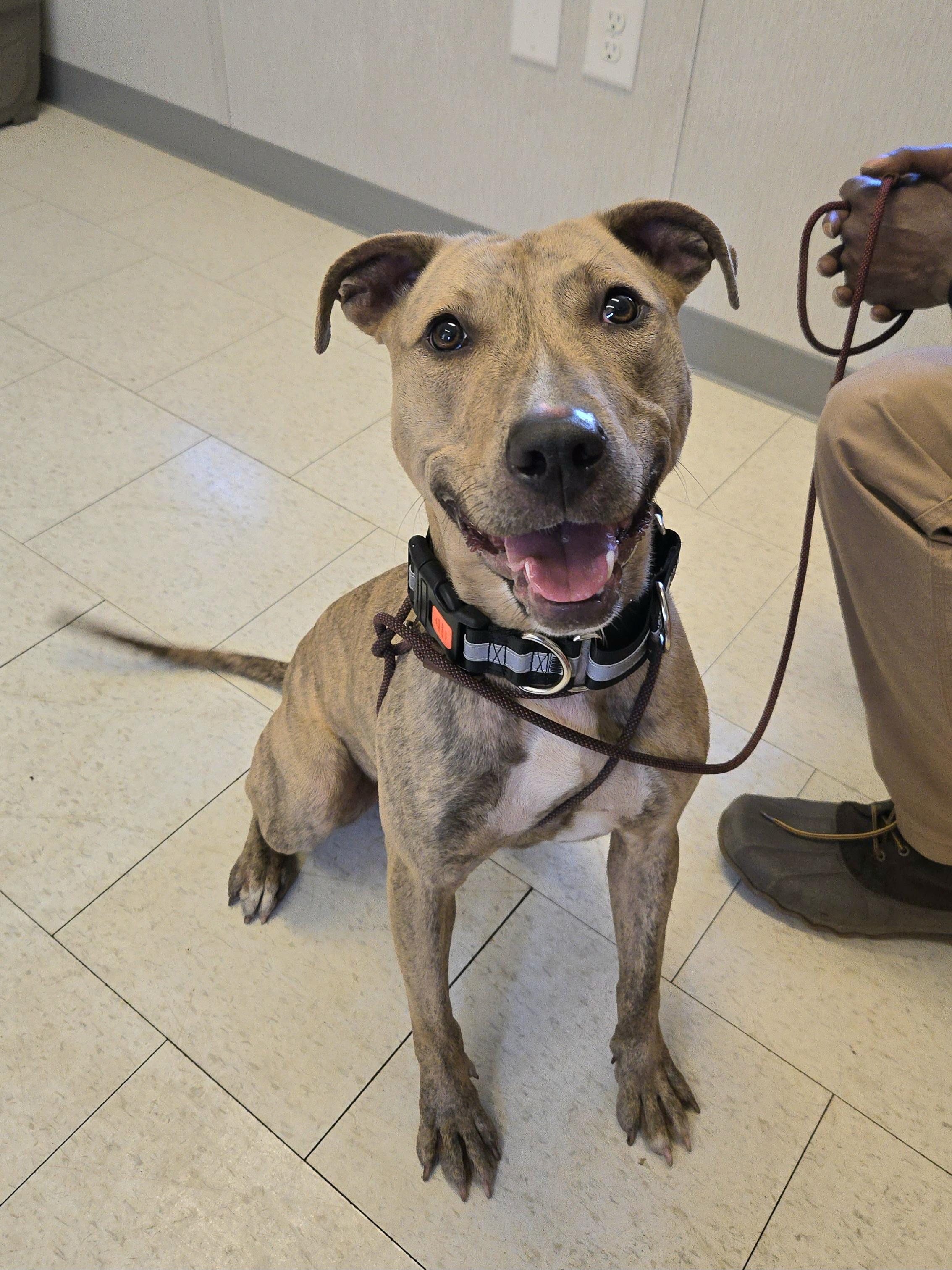 Diana, ADOPTABLE, Young Female Pit Bull Terrier.