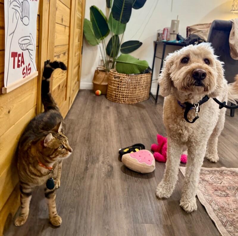 Luca Doodles The Fluffy Best Friend — thumbnail 2