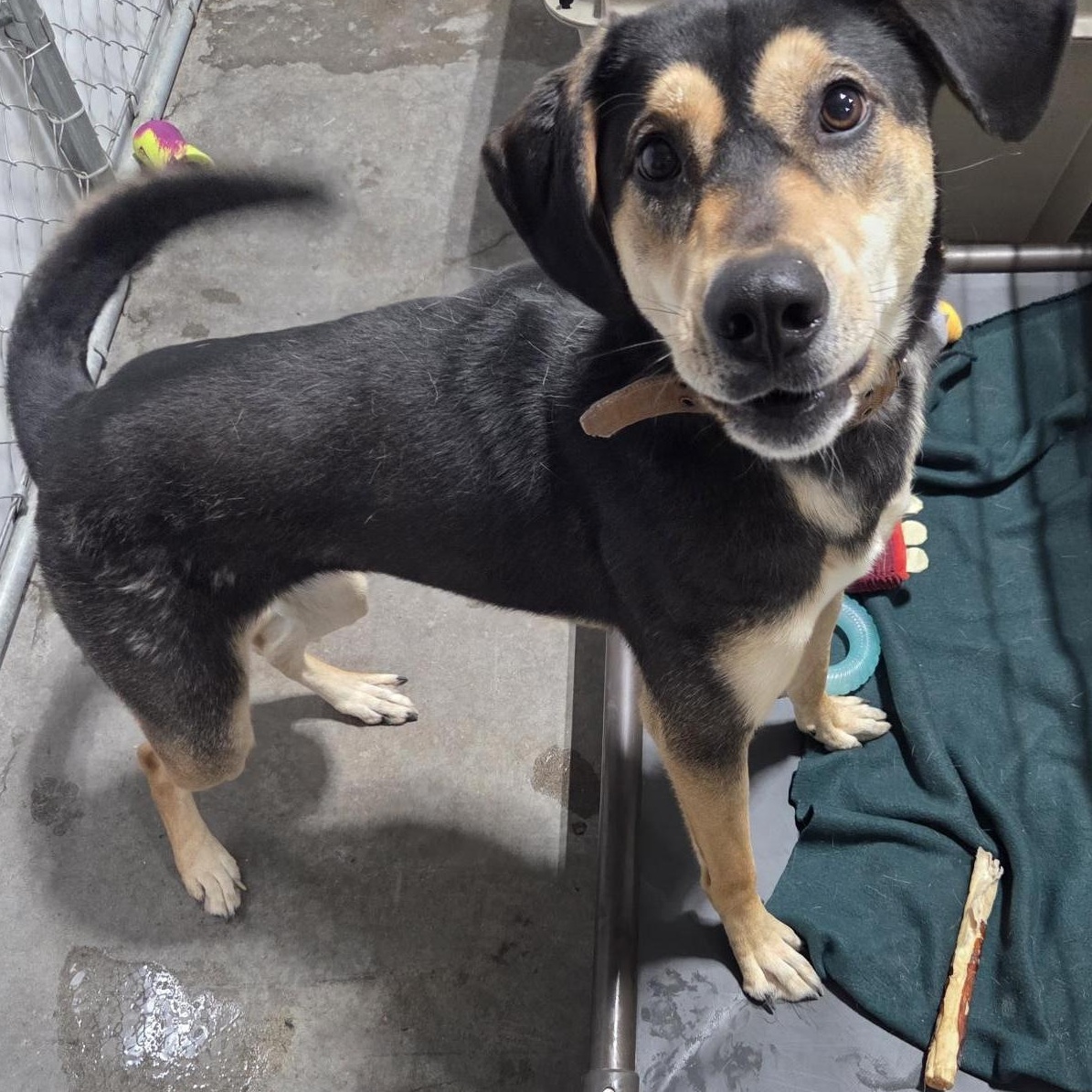 Enlarge Mocha, an adopted mixed breed in Billings, MT image 1/1