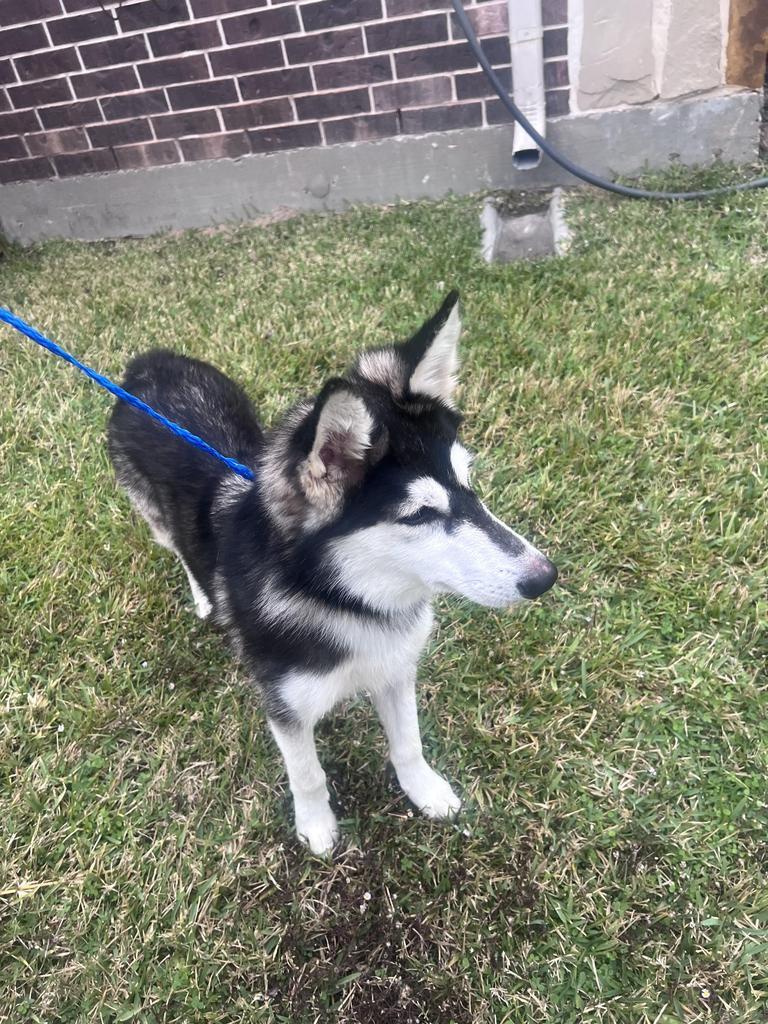 Marshmellow, Adoptable, Young Male Husky & Mixed Breed.