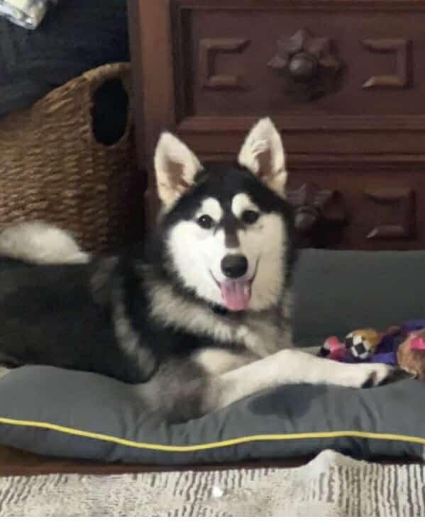 Enlarge Marshmellow, a Adoptable mixed breed in Spring, TX image 2/6